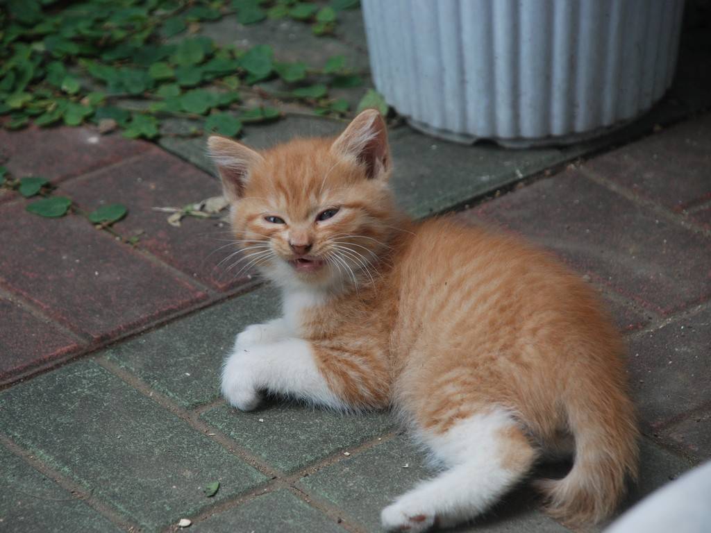 ʌzJsElREYt@~[ -  - ʐ^f - ݃{