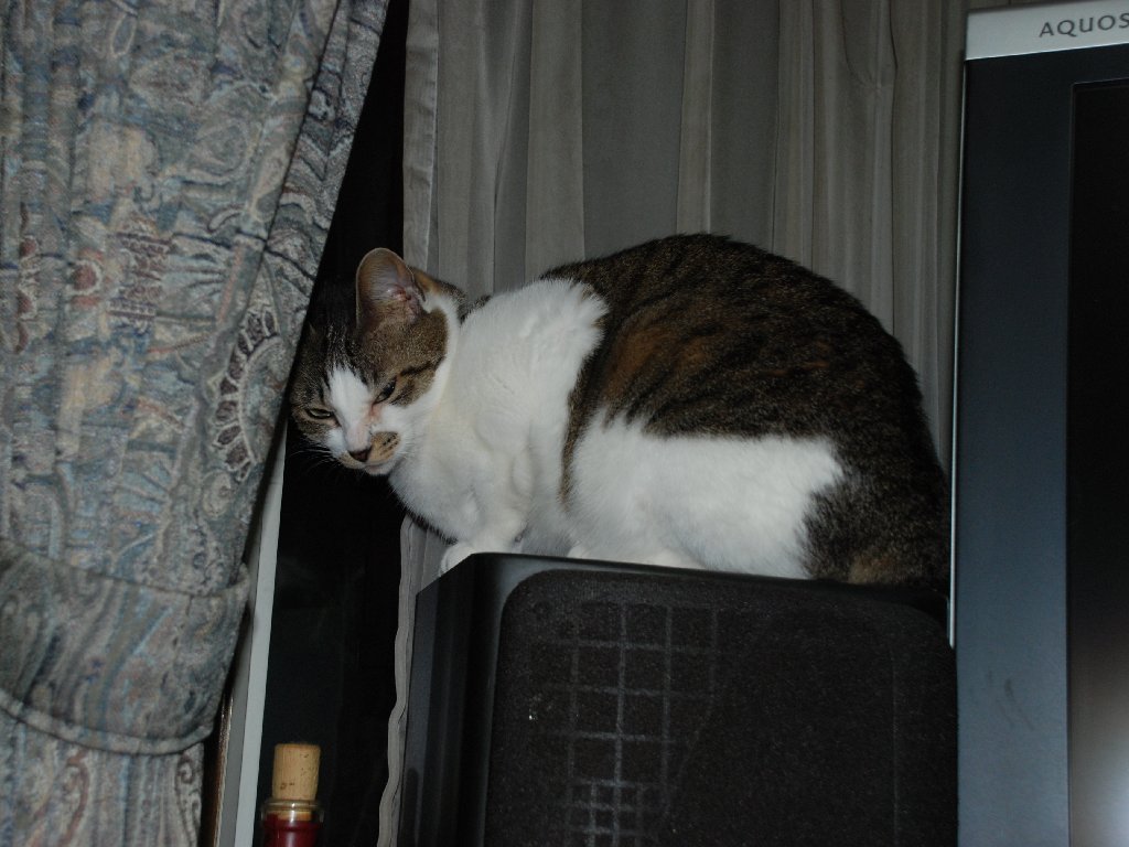 ʌzJsELEY -  - ʐ^f - ݃{