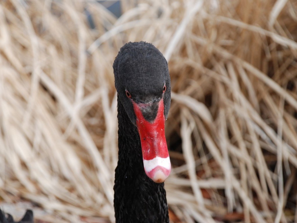 錧ˎsiyjEwnCLOEg΁E -  - ʐ^f - ݃{