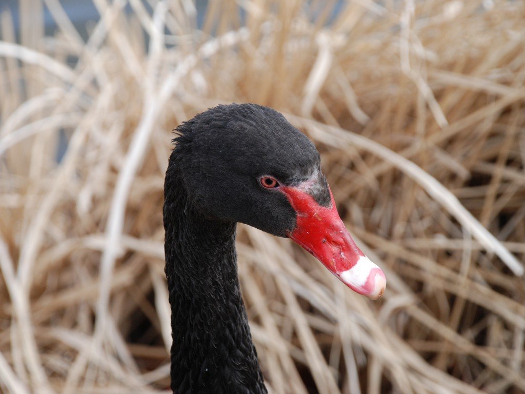 錧ˎsiyjEwnCLOEg΁E -  - ʐ^f - ݃{