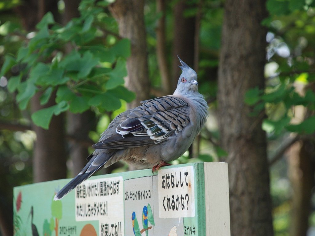 ʌzJsELx^E쒹̐XEWNog -  - ʐ^f - ݃{