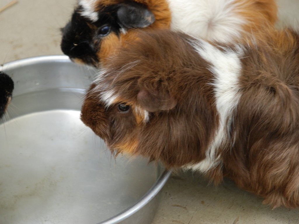 ttsEtEeWNlY~ -  - ʐ^f - ݃{