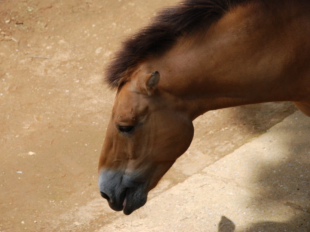 ttsEtEERmE} -  - ʐ^f - ݃{