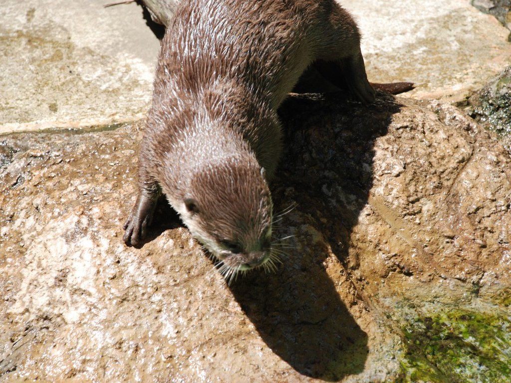 ttsEtERcJE\ -  - ʐ^f - ݃{