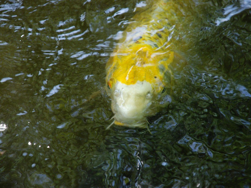ttsEtERC -  - ʐ^f - ݃{