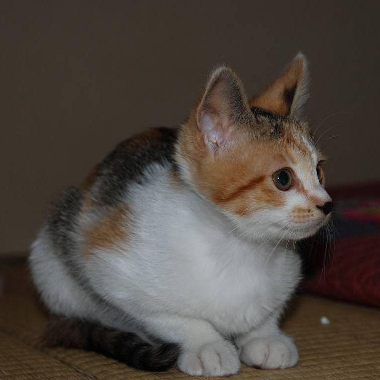 ʌzJsEqLEV[ -  - ʐ^f - ݃{