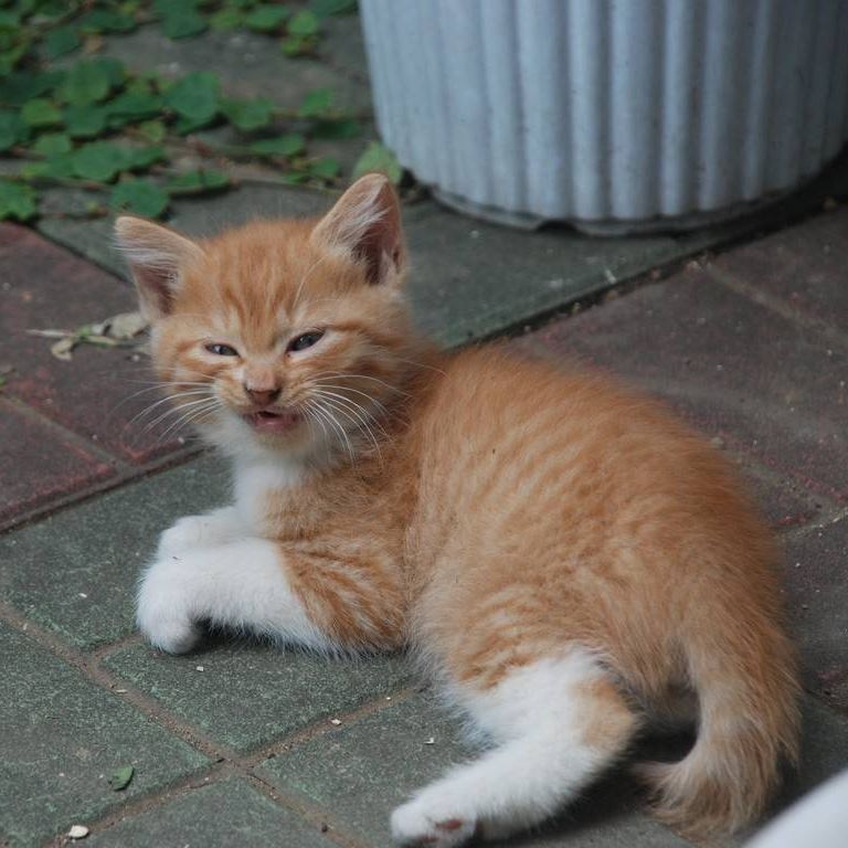 ʌzJsElREYt@~[ -  - ʐ^f - ݃{