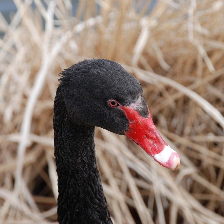 錧ˎsiyjEwnCLOEg΁E -  - ʐ^f - ݃{