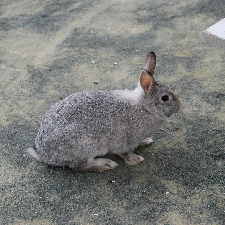 tYsEETM -  - ʐ^f - ݃{