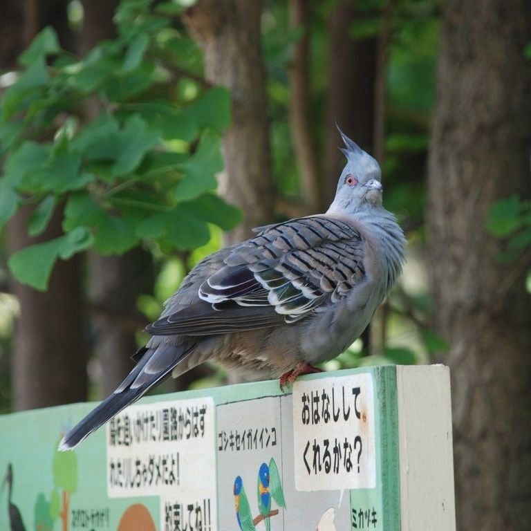 ʌzJsELx^E쒹̐XEWNog -  - ʐ^f - ݃{