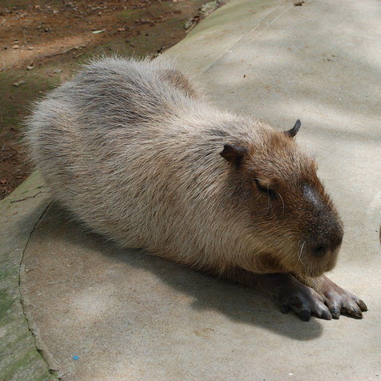 ttsEtEJso -  - ʐ^f - ݃{