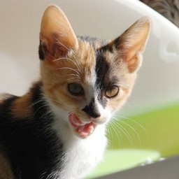 子猫・ラム