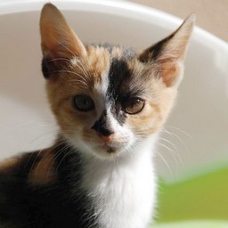 子猫・ラム