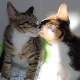 子猫・ミーとラム