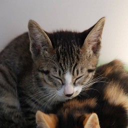 子猫・ミー