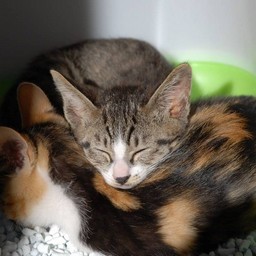 子猫・ミー