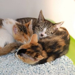 子猫・睡眠中