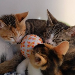 子猫・睡眠中