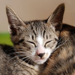 子猫・ミー