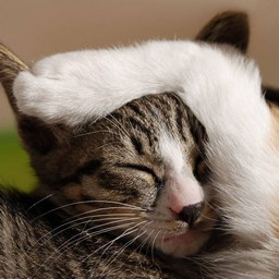 子猫・ミー