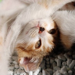 子猫・シー