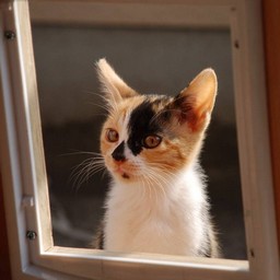 子猫・ラム