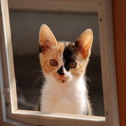 子猫・ラム