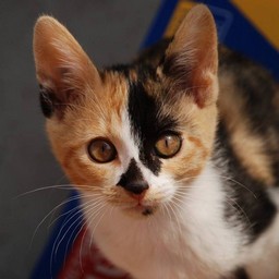 子猫・ラム