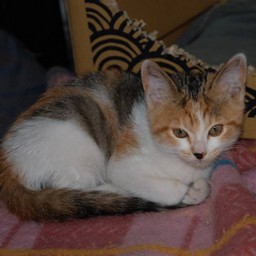 子猫・シー