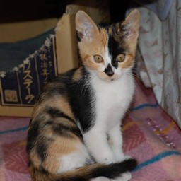 子猫・ラム