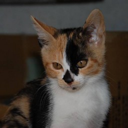 子猫・ラム