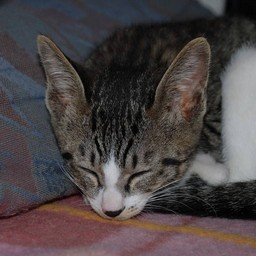 子猫・ミー