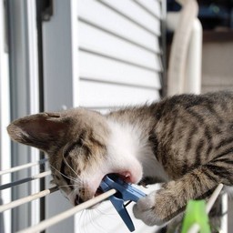 子猫・ミー