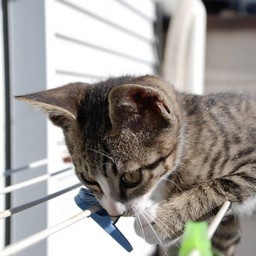 子猫・ミー