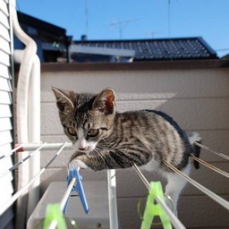 子猫・ミー