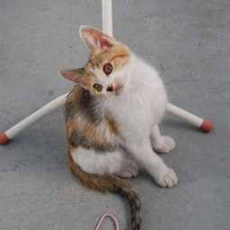 子猫・シー