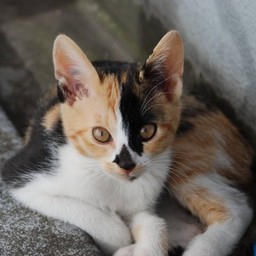 子猫・ラム