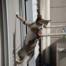 子猫・ミー