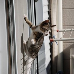 子猫・ミー