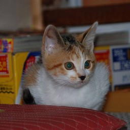 子猫・シー