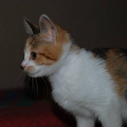 子猫・シー