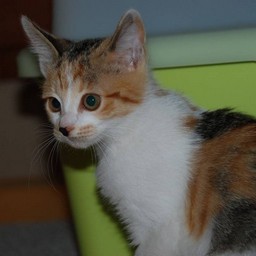 子猫・シー