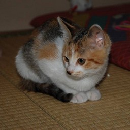子猫・シー