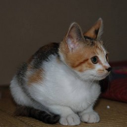 子猫・シー