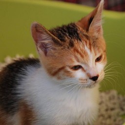子猫・シー