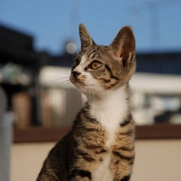 子猫・ミー