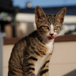 子猫・ミー