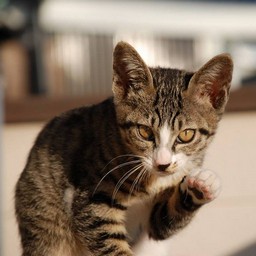子猫・ミー
