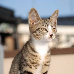 子猫・ミー