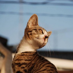 子猫・ミー